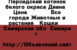 Персидский котенок белого окраса Диана › Цена ­ 40 000 - Все города Животные и растения » Кошки   . Самарская обл.,Самара г.